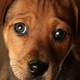 Dogecoin Is Powering a Nasty Botnet